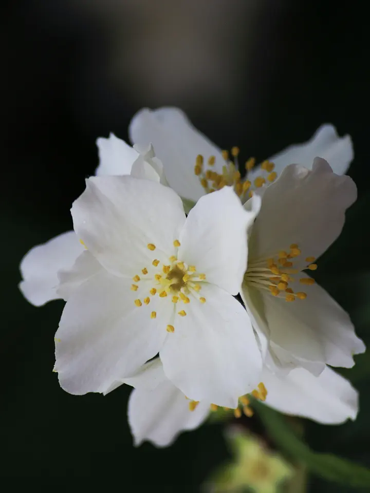 White jasmine flowers against a dark background