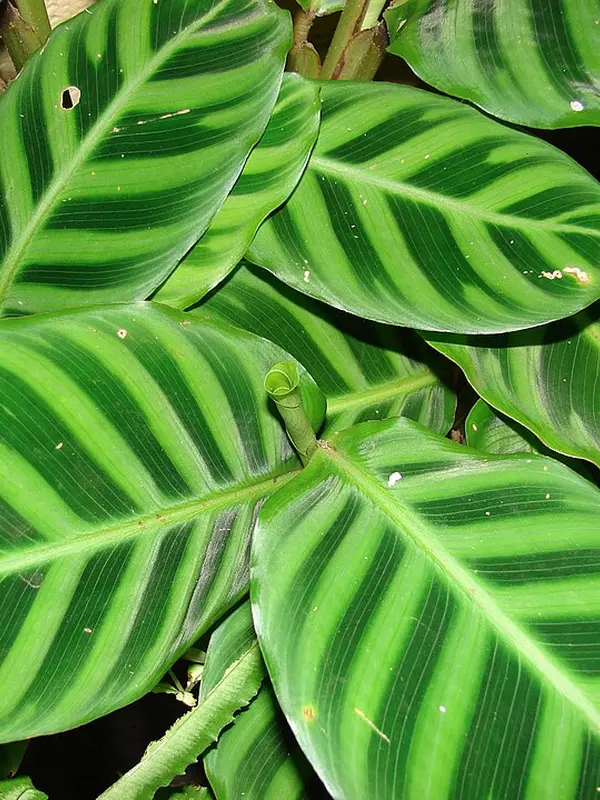 Calathea leaves