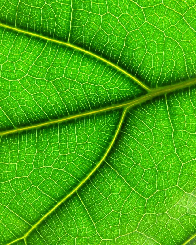 Close-up of a fiddle-leaf fig leaf