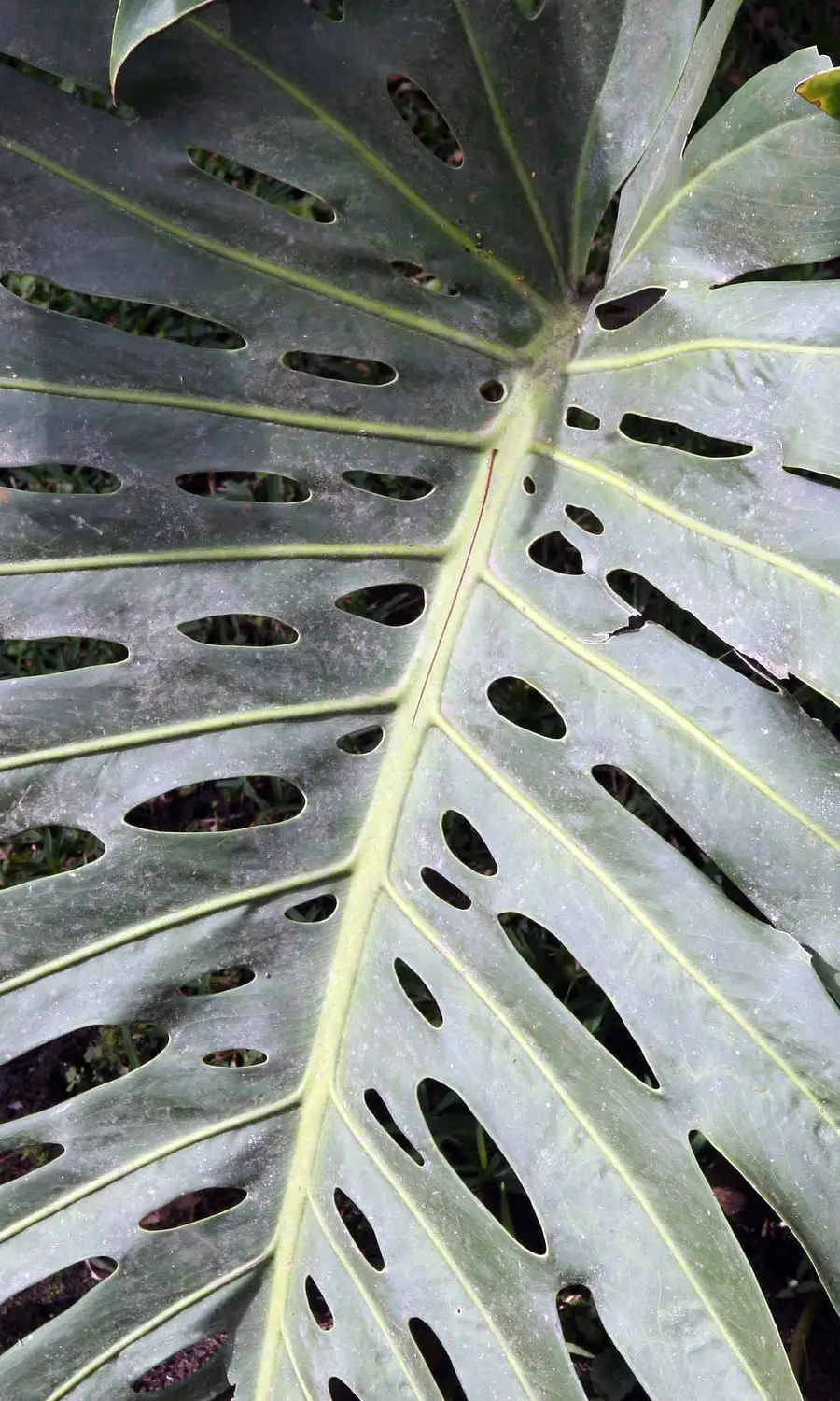 Dark green monstera leaves filling the frame