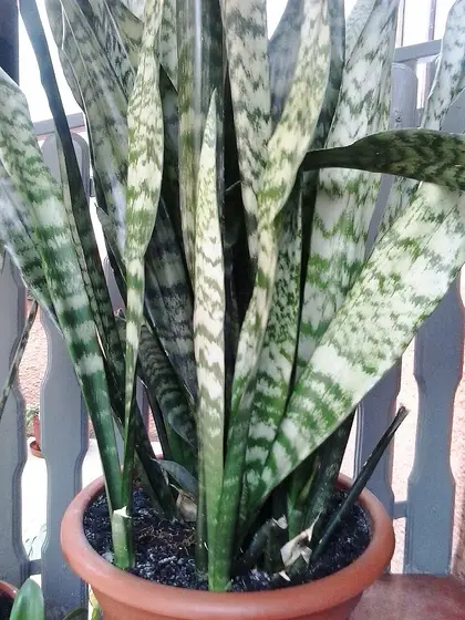 Snake plant leaves